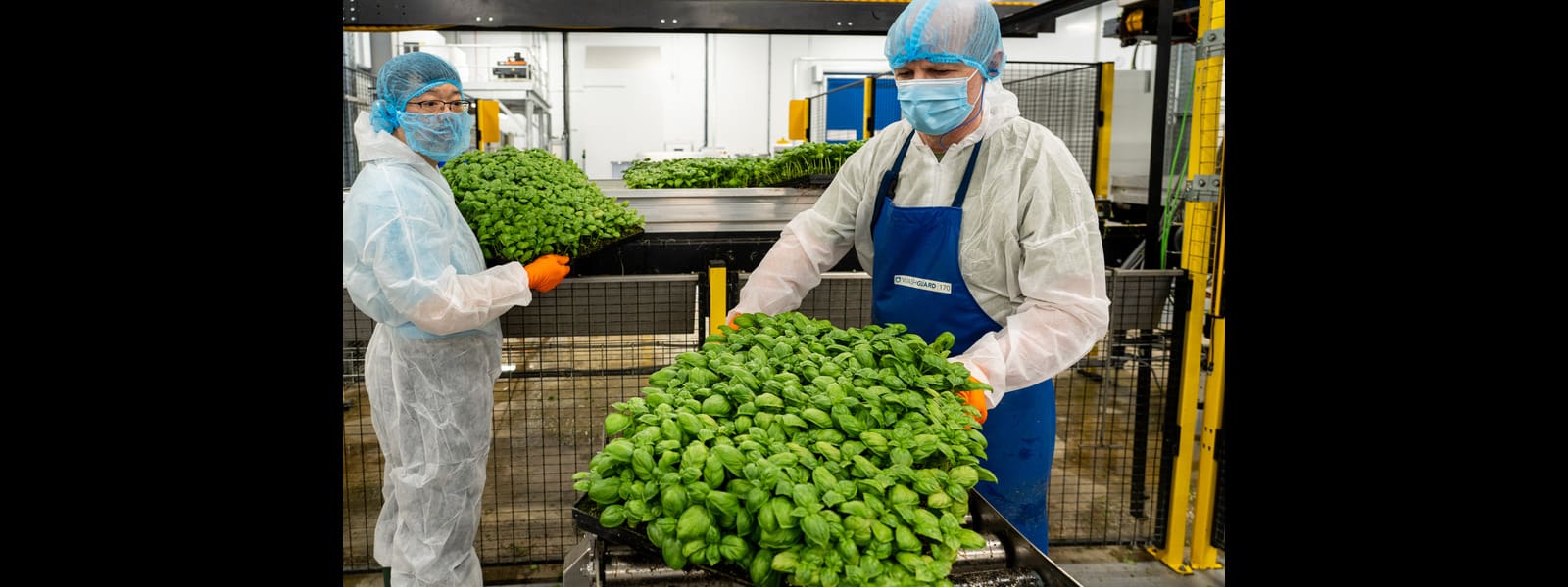 Fischer Farms achieves top food safety accreditation with AA BRCGS certification