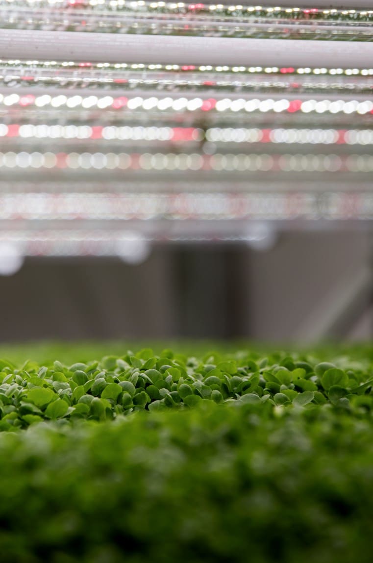 ‘Did you know’…vertical farming has the potential to safeguard food security?
