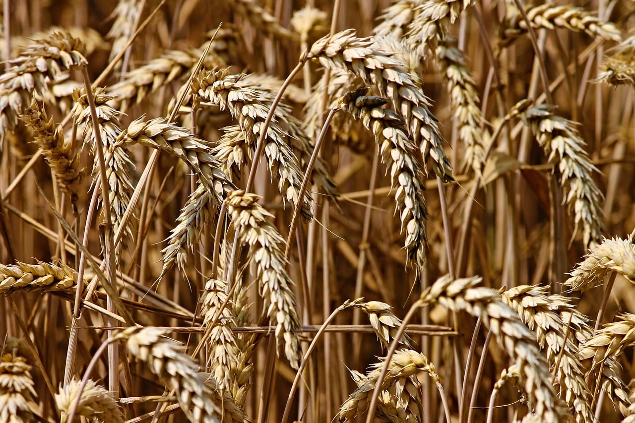 Fischer Farms appoints leading plant scientist to support R&D strategy