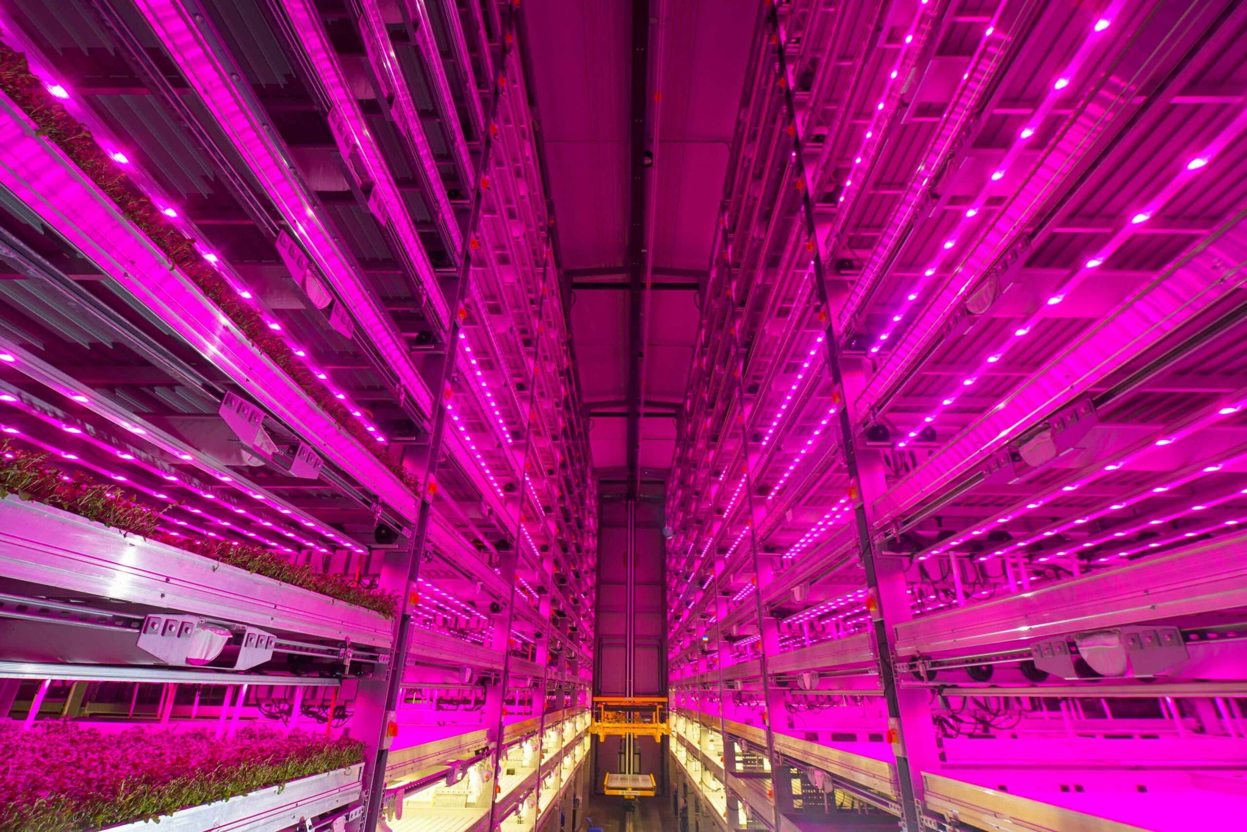 Fischer Farms breaks ground on world’s largest vertical farm