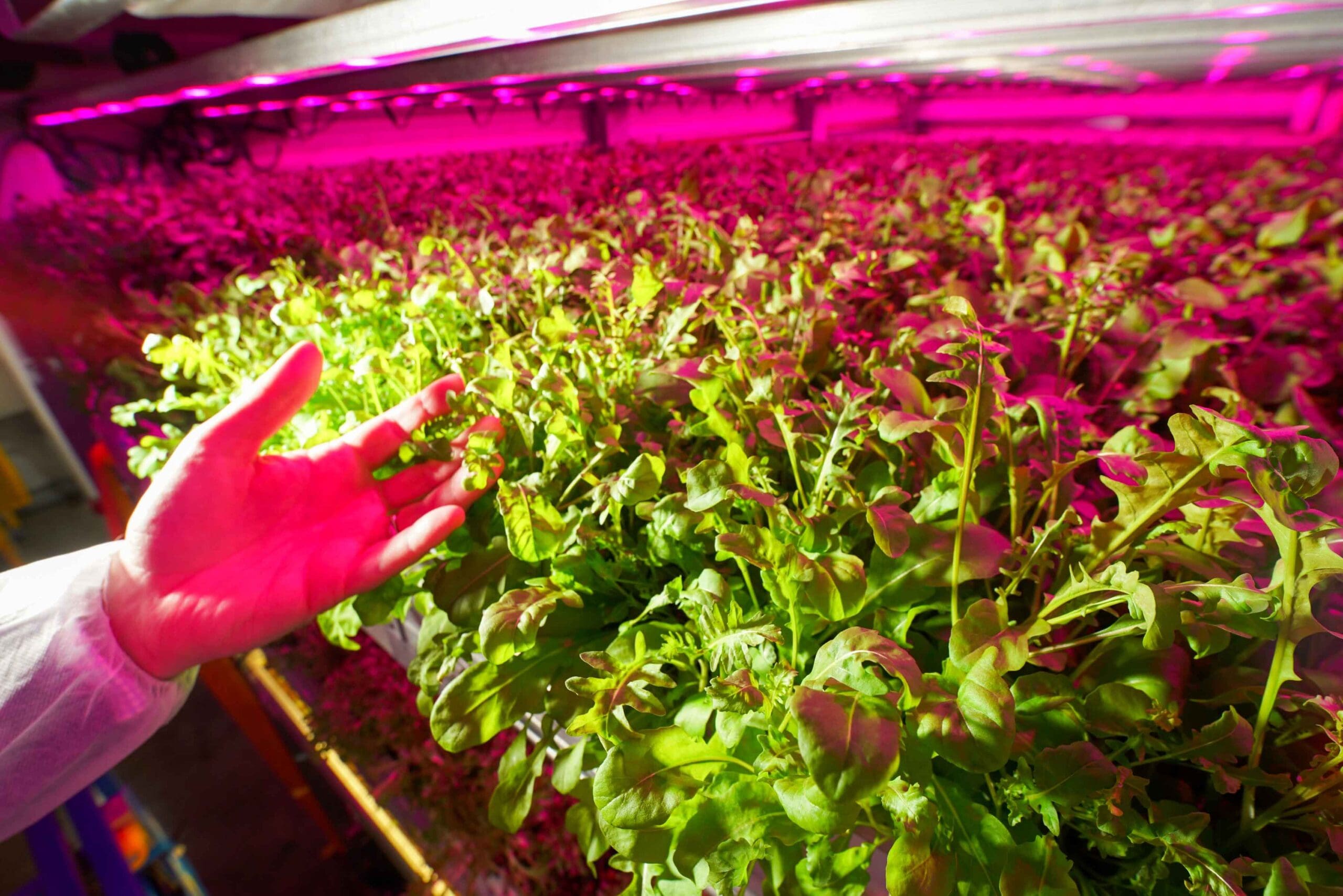 ‘Did you know’…we import almost half of our food, adding 20 million tonnes of C02 to the UK’s footprint every year?