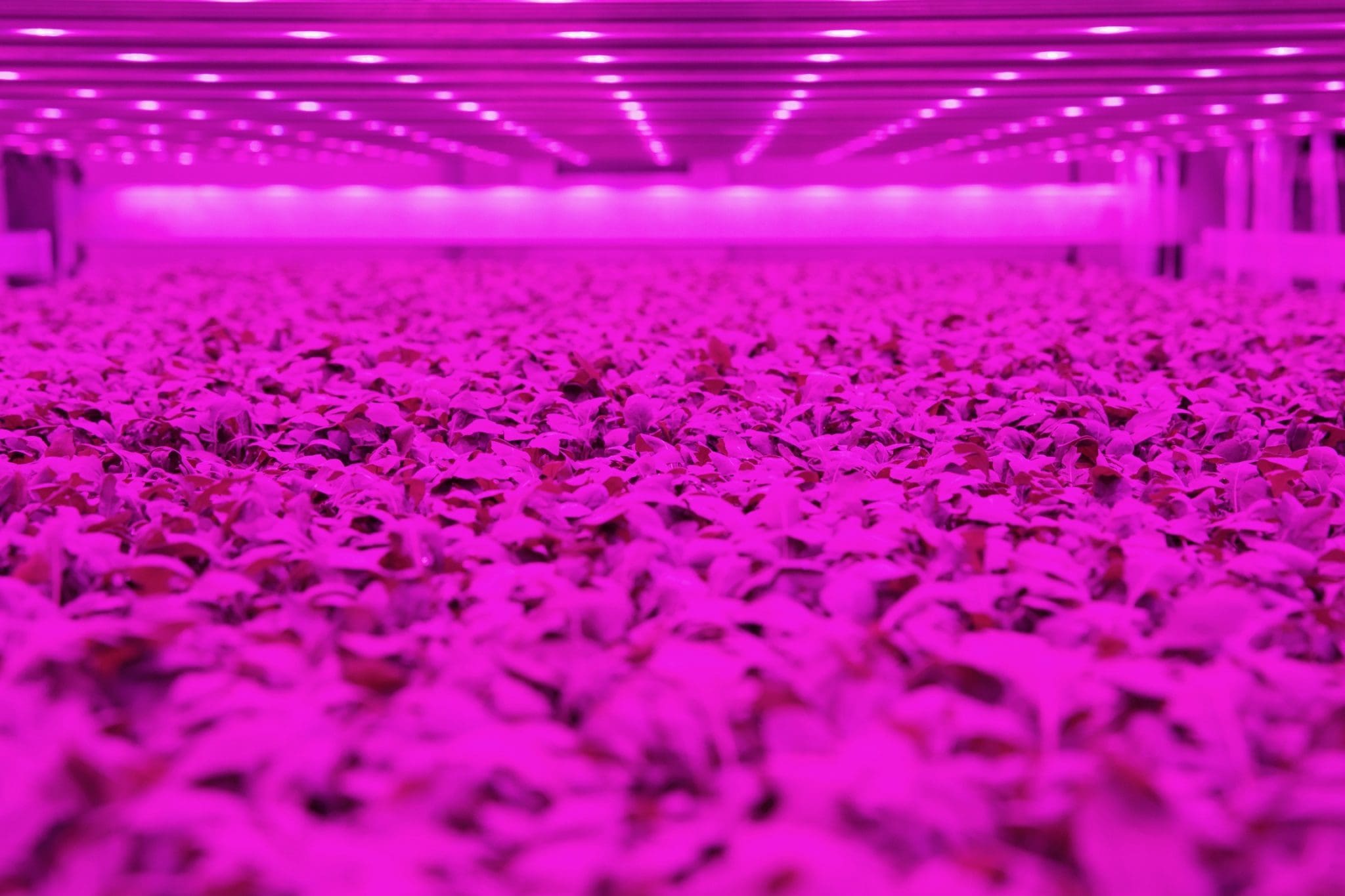 Fischer Farms transforming farming