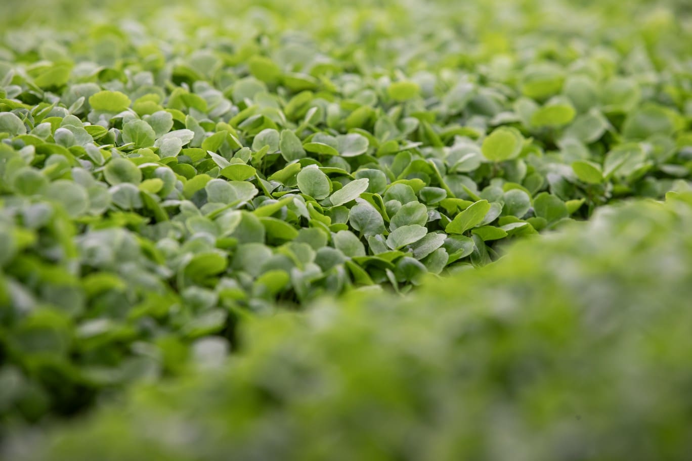 ‘Did you know’…if you love organic, you’ll love vertically farmed produce too?