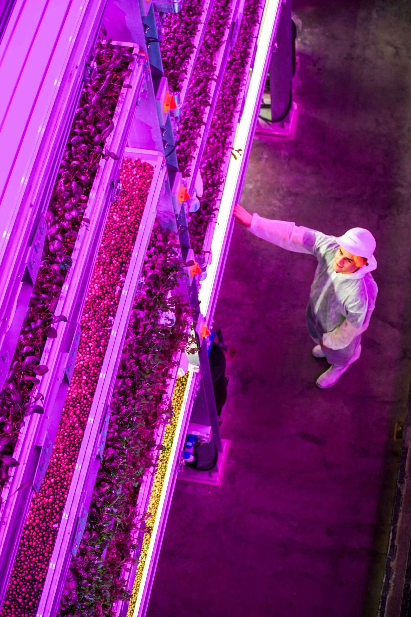 Fischer Farms secures Red Tractor and Global GAP accreditations