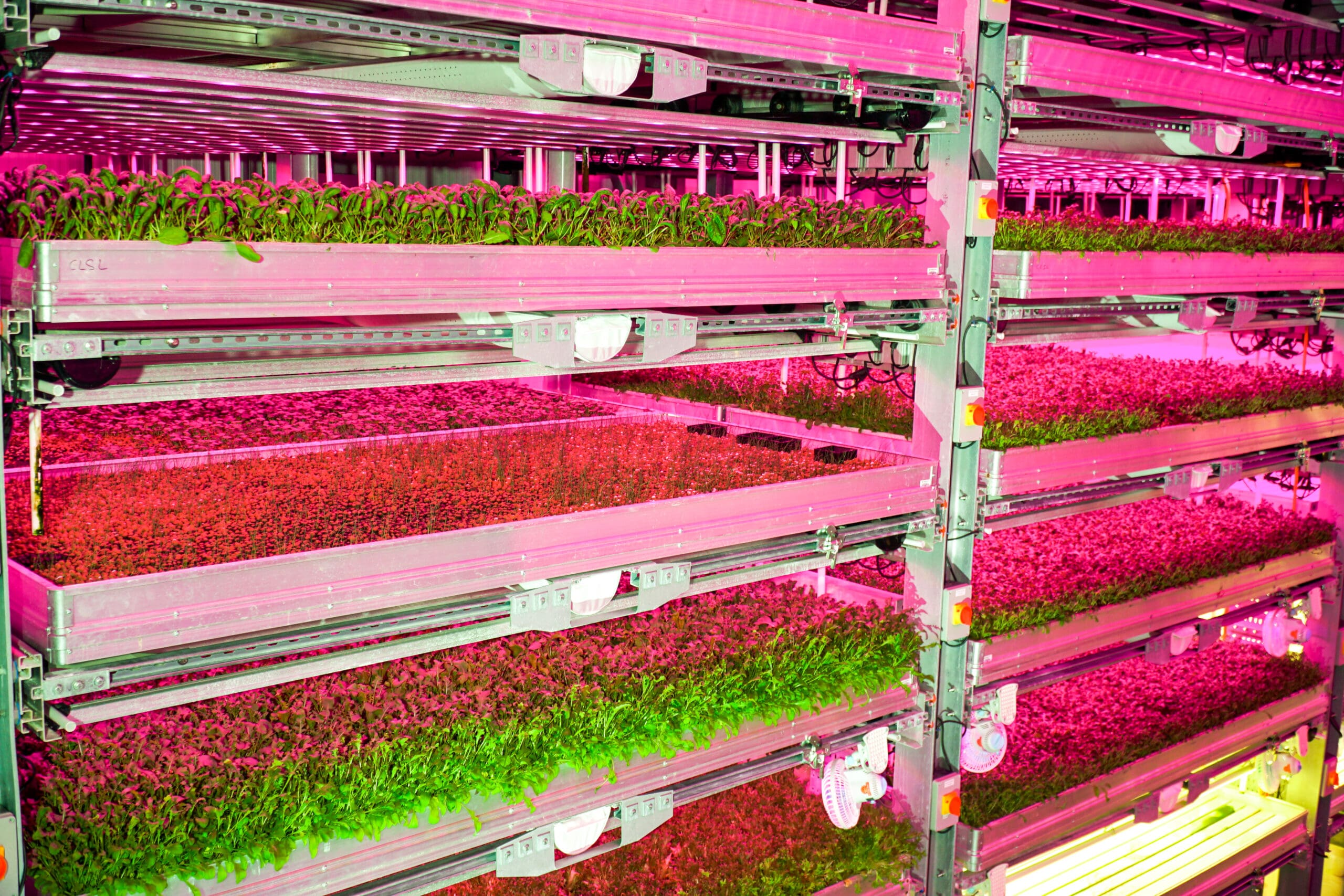 Fischer Farms bolsters team ahead of world’s largest vertical farm launch